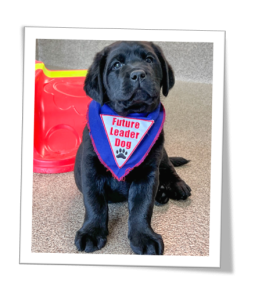Image of Raider, a black Labrador Retriever.