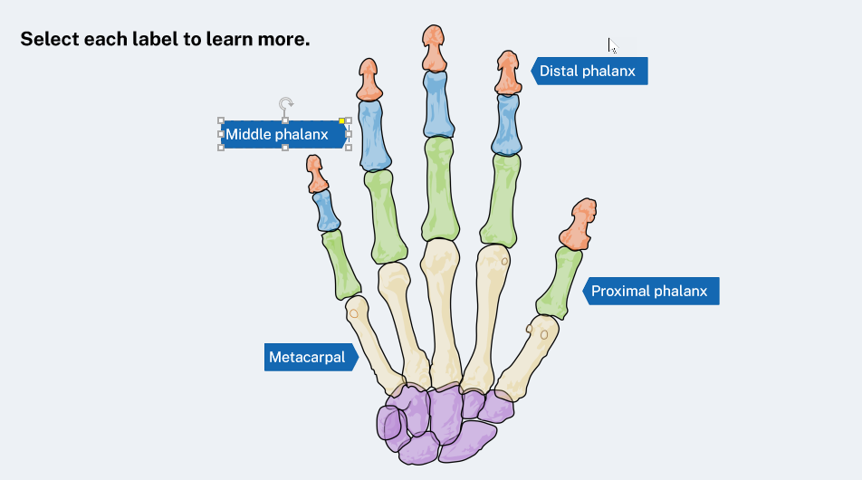 Screenshot of the hand diagram slide in Storyline 360, which is described below.